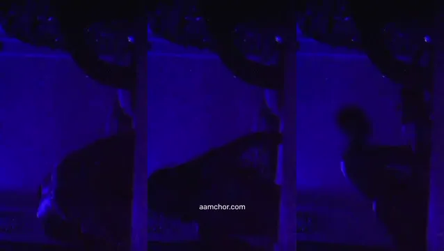 Bengali GF Leaked MMS Nude Bathroom Show - Hot Sex Viral